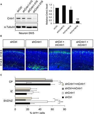 Contactin-1/F3 Regulates Neuronal Migration and Morphogenesis Through Modulating RhoA Activity